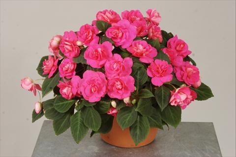 foto van een variëteit aan bloemen, te gebruiken als: Potplant, perkplant, patioplant, korfplant Impatiens walleriana Silhouette® Rose