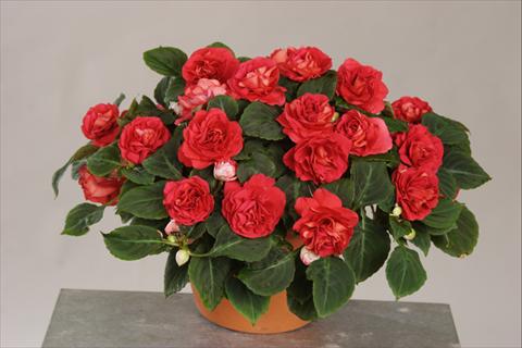 foto van een variëteit aan bloemen, te gebruiken als: Potplant, perkplant, patioplant, korfplant Impatiens walleriana Silhouette® Red