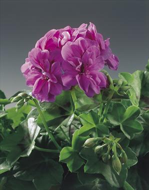 foto van een variëteit aan bloemen, te gebruiken als: Perkplant, patioplant, korfplant Pelargonium peltatum pac® Amelit