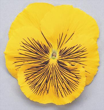 foto van een variëteit aan bloemen, te gebruiken als: Pot - en perkplant Viola wittrockiana Cats Yellow
