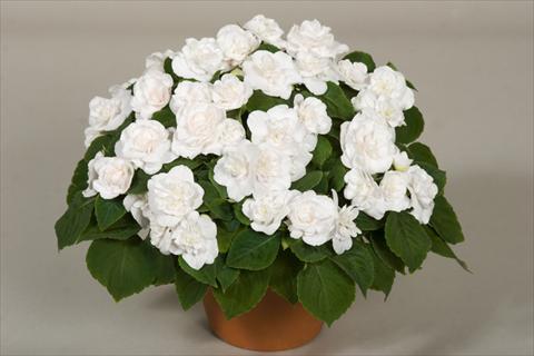 foto van een variëteit aan bloemen, te gebruiken als: Potplant, perkplant, patioplant, korfplant Impatiens walleriana Silhouette® White