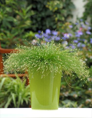 foto van een variëteit aan bloemen, te gebruiken als: Potplant, perkplant, patioplant, korfplant Isolepis cernua Fibre Optics