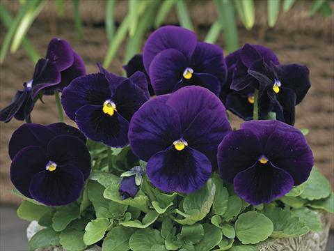 foto van een variëteit aan bloemen, te gebruiken als: Pot - en perkplant Viola wittrockiana Karma Purple