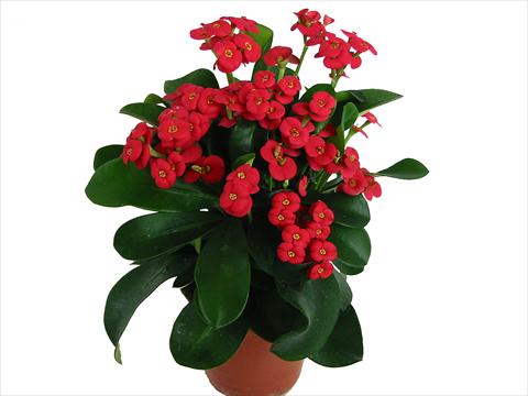 foto van een variëteit aan bloemen, te gebruiken als: Pot Euphorbia x martinii Karola