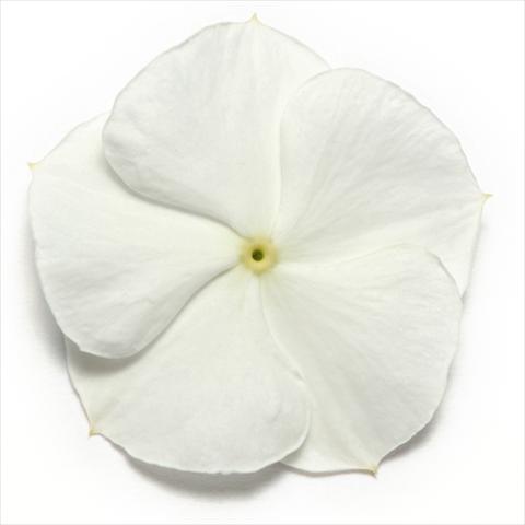 foto van een variëteit aan bloemen, te gebruiken als: Pot - en perkplant Catharanthus roseus - Vinca Pacifica White XP