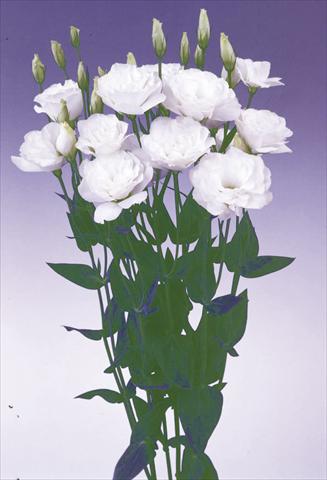 foto van een variëteit aan bloemen, te gebruiken als: Snijbloemen Lisianthus (Eustoma grandiflorum) Lisi Borealis White