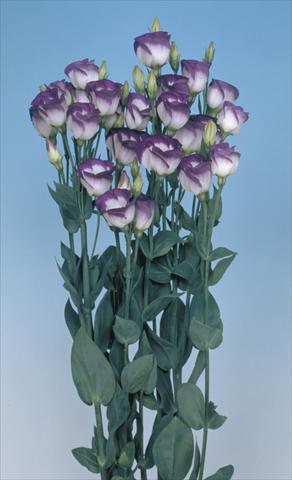 foto van een variëteit aan bloemen, te gebruiken als: Snijbloemen Lisianthus (Eustoma grandiflorum) Lisi Piccolo1 Blue Rim