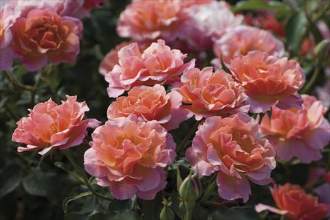 foto van een variëteit aan bloemen, te gebruiken als: Snijbloemen Rosa floribunda Charleston®