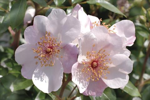 foto van een variëteit aan bloemen, te gebruiken als: Perkplant / Borders Rosa floribunda Meilland Astronomia 