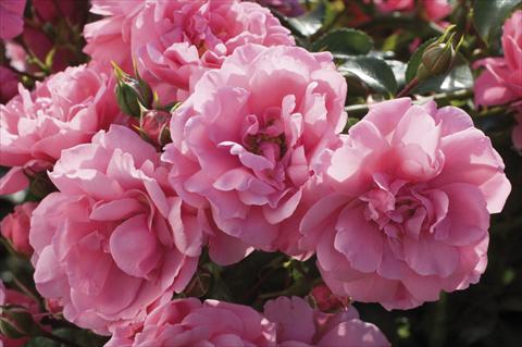 foto van een variëteit aan bloemen, te gebruiken als: Perkplant / Borders Rosa floribunda Pink Meilove