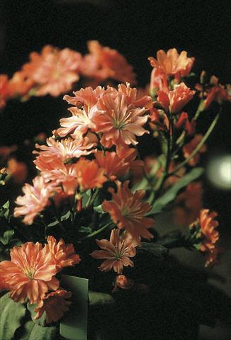 foto van een variëteit aan bloemen, te gebruiken als: Pot - en perkplant Lewisia cotyledon Fransi