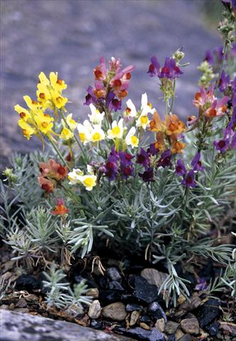 foto van een variëteit aan bloemen, te gebruiken als: Perkplant / Borders Linaria aeruginea Neon Lights