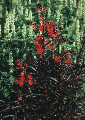 foto van een variëteit aan bloemen, te gebruiken als: Perkplant / Borders Lobelia fulgens Queen Victoria (Elmfeuer)