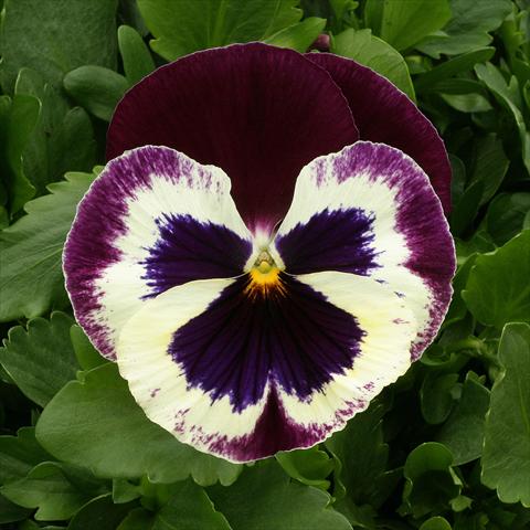 foto van een variëteit aan bloemen, te gebruiken als: Potplant, perkplant, patioplant Viola wittrockiana Magnum Rose Wing