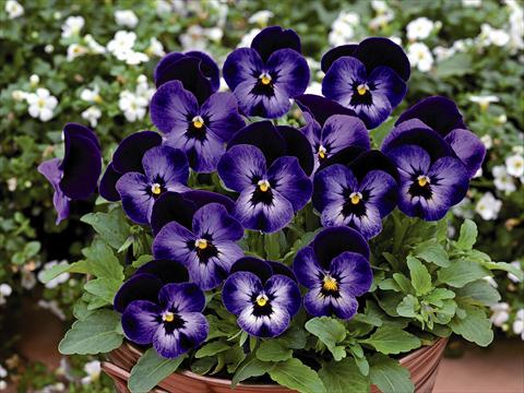 foto van een variëteit aan bloemen, te gebruiken als: Pot - en perkplant Viola cornuta Lady Violetto Blu