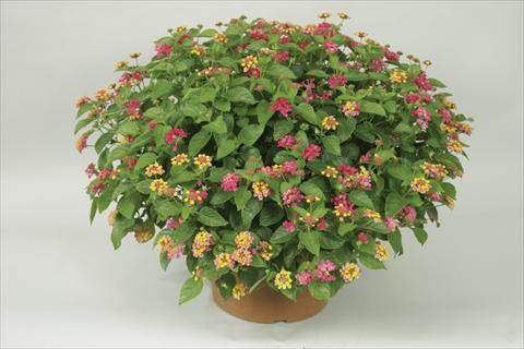foto van een variëteit aan bloemen, te gebruiken als: Pot - en perkplant Lantana camara Bandana® Cherry