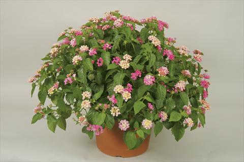 foto van een variëteit aan bloemen, te gebruiken als: Pot - en perkplant Lantana camara Bandana® Pink