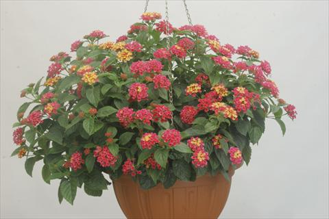 foto van een variëteit aan bloemen, te gebruiken als: Pot - en perkplant Lantana camara Bandana® Rose