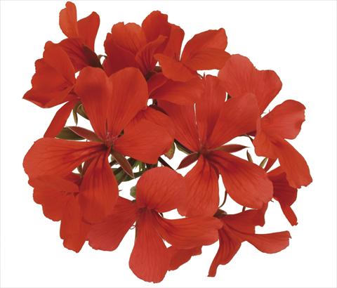 foto van een variëteit aan bloemen, te gebruiken als: Potplant, patioplant, korfplant Pelargonium peltatum Grand Idols® Orange