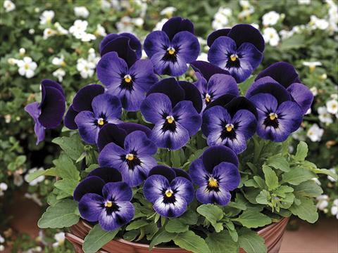 foto van een variëteit aan bloemen, te gebruiken als: Pot - en perkplant Viola cornuta Penny Denim Jump Up