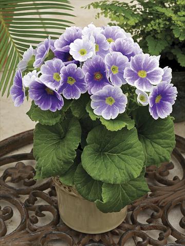 foto van een variëteit aan bloemen, te gebruiken als: Pot Primula obconica Libre Blu Bicolor