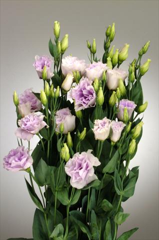foto van een variëteit aan bloemen, te gebruiken als: Snijbloemen Lisianthus (Eustoma rusellianum) Super Magic Lavender