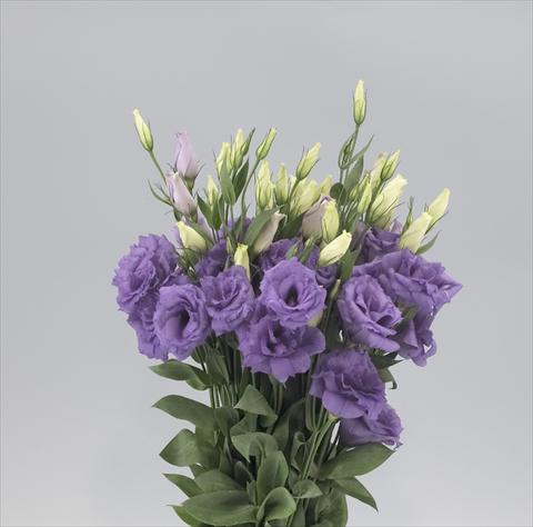 foto van een variëteit aan bloemen, te gebruiken als: Snijbloemen Lisianthus (Eustoma rusellianum) Super Magic Lavender Blue 805