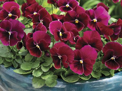 foto van een variëteit aan bloemen, te gebruiken als: Pot - en perkplant Viola cornuta Penny Rose Blotch