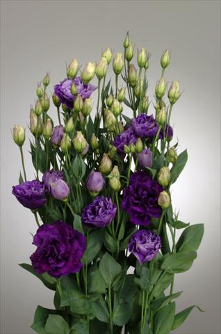 foto van een variëteit aan bloemen, te gebruiken als: Snijbloemen Lisianthus (Eustoma rusellianum) Super Magic Purple