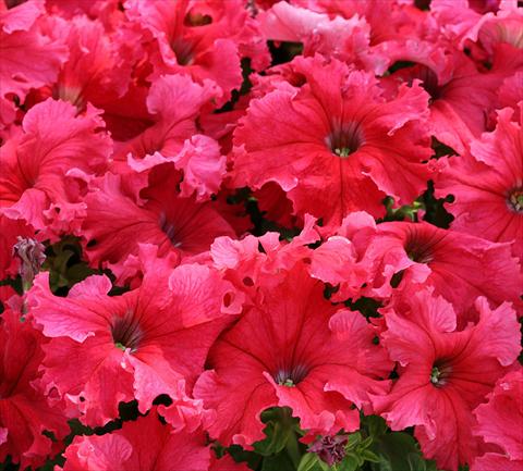foto van een variëteit aan bloemen, te gebruiken als: Perkplant, potplant of korfplant Petunia grandiflora Frillytunia Tropical Red