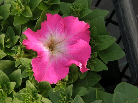 foto van een variëteit aan bloemen, te gebruiken als: Potplant, perkplant, patioplant, korfplant Petunia x hybrida Compatta Rose Morn