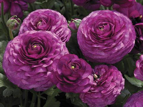 foto van een variëteit aan bloemen, te gebruiken als: Pot - en perkplant Ranunculus asiaticus Maché Purple
