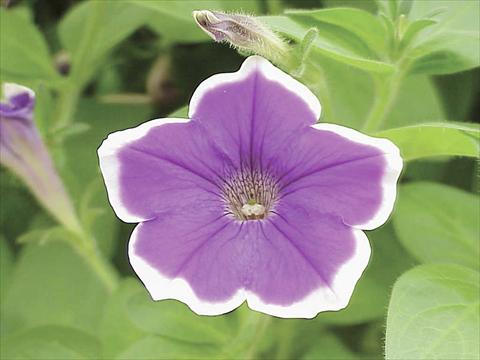 foto van een variëteit aan bloemen, te gebruiken als: Potplant, perkplant, patioplant, korfplant Petunia Happy Michal
