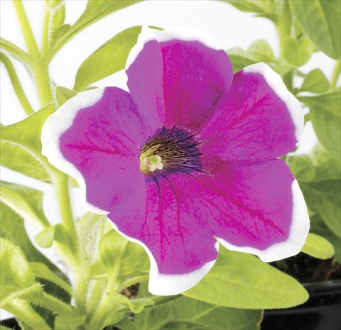 foto van een variëteit aan bloemen, te gebruiken als: Potplant, perkplant, patioplant, korfplant Petunia Happy Sofia
