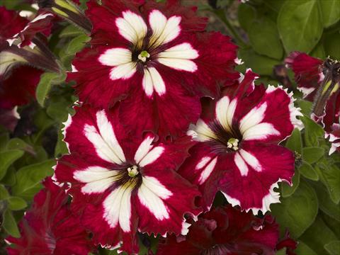 foto van een variëteit aan bloemen, te gebruiken als: Potplant, perkplant, patioplant, korfplant Petunia x hybrida Can Can Harlequin Burgundy