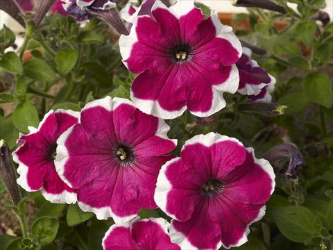foto van een variëteit aan bloemen, te gebruiken als: Potplant, perkplant, patioplant, korfplant Petunia x hybrida Can Can Picotee Velvet