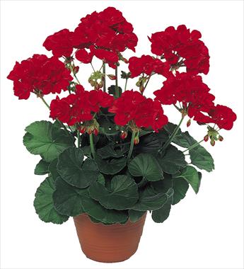 foto van een variëteit aan bloemen, te gebruiken als: Patioplant, potplant Pelargonium peltatum pac® Scarletit