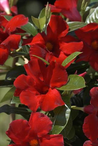foto van een variëteit aan bloemen, te gebruiken als: Potplant, patioplant, korfplant Dipladenia (Mandevilla) Sundaville® Crimson King