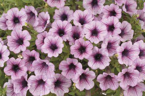 foto van een variëteit aan bloemen, te gebruiken als: Potplant, perkplant, patioplant, korfplant Petunia x hybrida Littletunia Breezy Pink