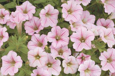 foto van een variëteit aan bloemen, te gebruiken als: Potplant, perkplant, patioplant, korfplant Petunia x hybrida Littletunia Pink