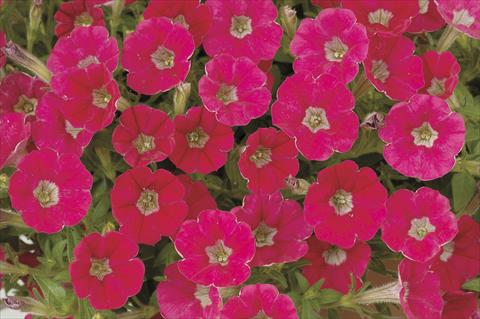 foto van een variëteit aan bloemen, te gebruiken als: Potplant, perkplant, patioplant, korfplant Petunia x hybrida Littletunia Red