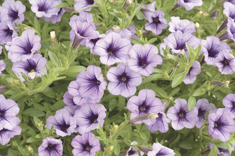 foto van een variëteit aan bloemen, te gebruiken als: Potplant, perkplant, patioplant, korfplant Petunia x hybrida Littletunia Violet