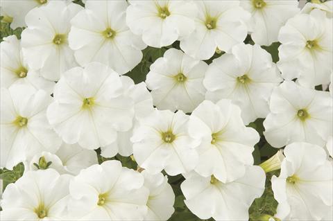 foto van een variëteit aan bloemen, te gebruiken als: Potplant, perkplant, patioplant, korfplant Petunia x hybrida White Ray