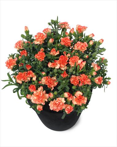 foto van een variëteit aan bloemen, te gebruiken als: Pot Dianthus Mel