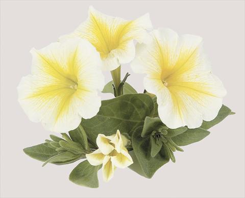 foto van een variëteit aan bloemen, te gebruiken als: Potplant, perkplant, patioplant, korfplant Petunia x hybrida Sun Ray