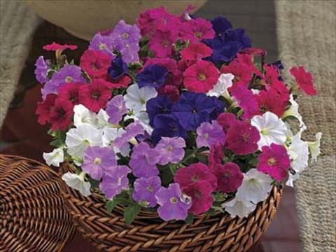 foto van een variëteit aan bloemen, te gebruiken als: Potplant, perkplant, patioplant Petunia milliflora Piccobella F1 Mix