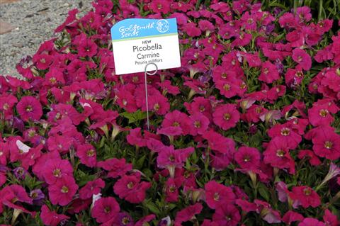 foto van een variëteit aan bloemen, te gebruiken als: Pot - en perkplant Petunia milliflora Picobella Carmine