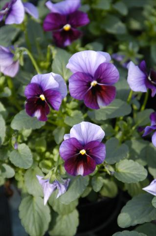 foto van een variëteit aan bloemen, te gebruiken als: Potplant, perkplant, patioplant Viola cornuta Caramella Ruby Beacon