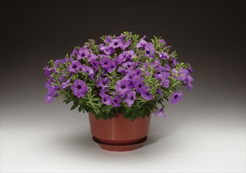 foto van een variëteit aan bloemen, te gebruiken als: Pot - en perkplant Petunia pendula Sanguna® Lavender Vein