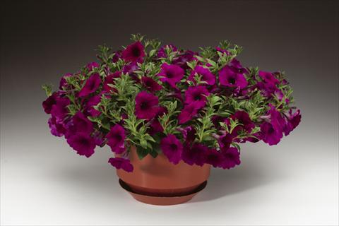 foto van een variëteit aan bloemen, te gebruiken als: Potplant, perkplant, patioplant, korfplant Petunia pendula Sanguna® Purple